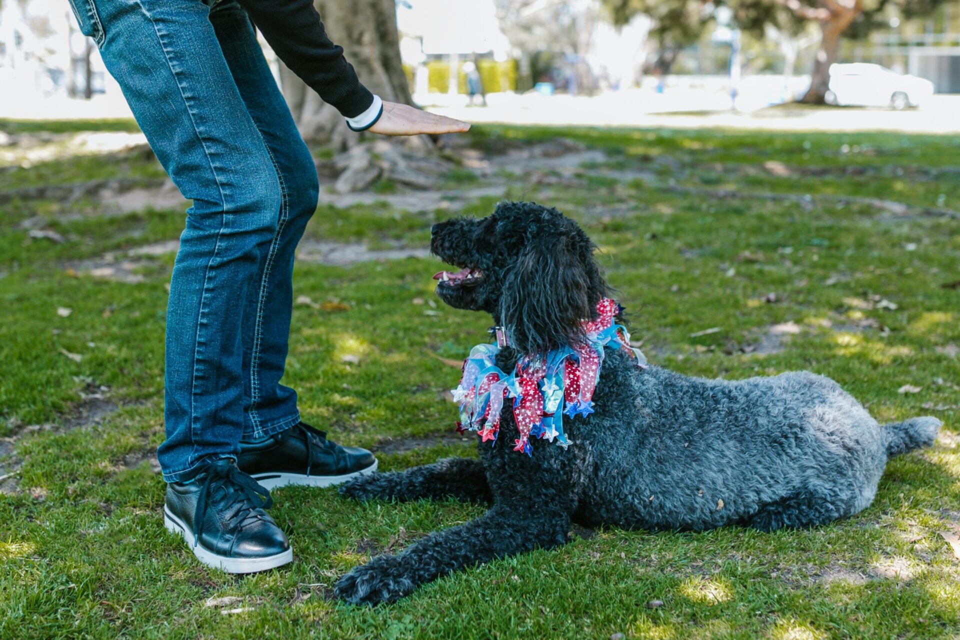 chế độ ăn cho chó poodle