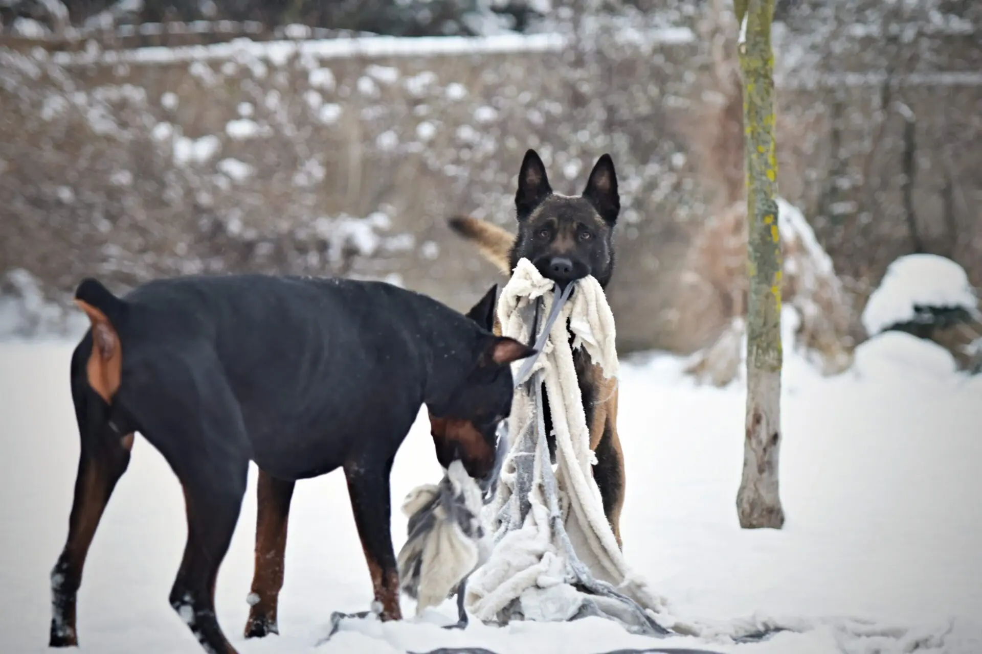 Tìm Hiểu Về Chó Malinois