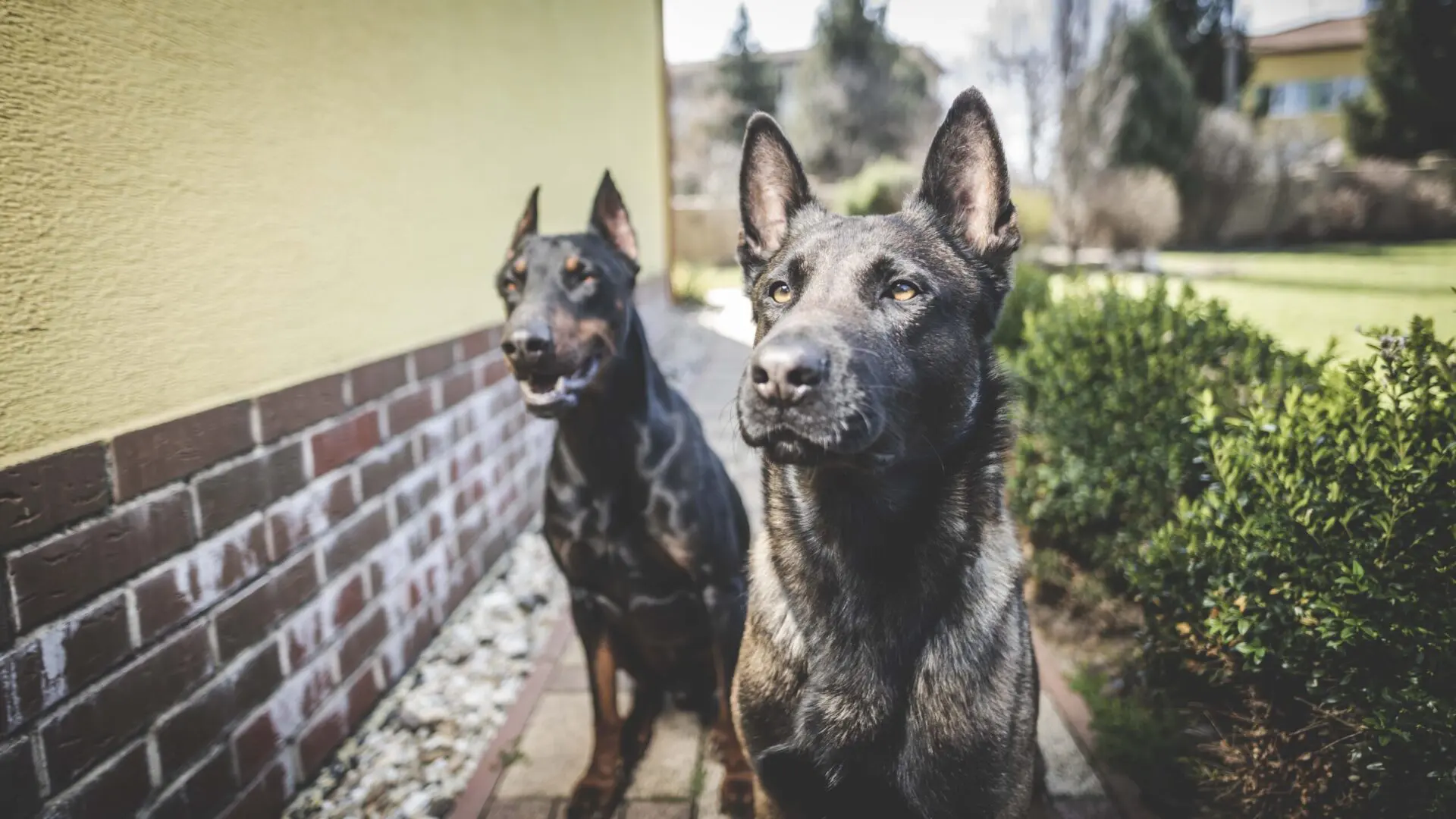 Chăm sóc chó malinois