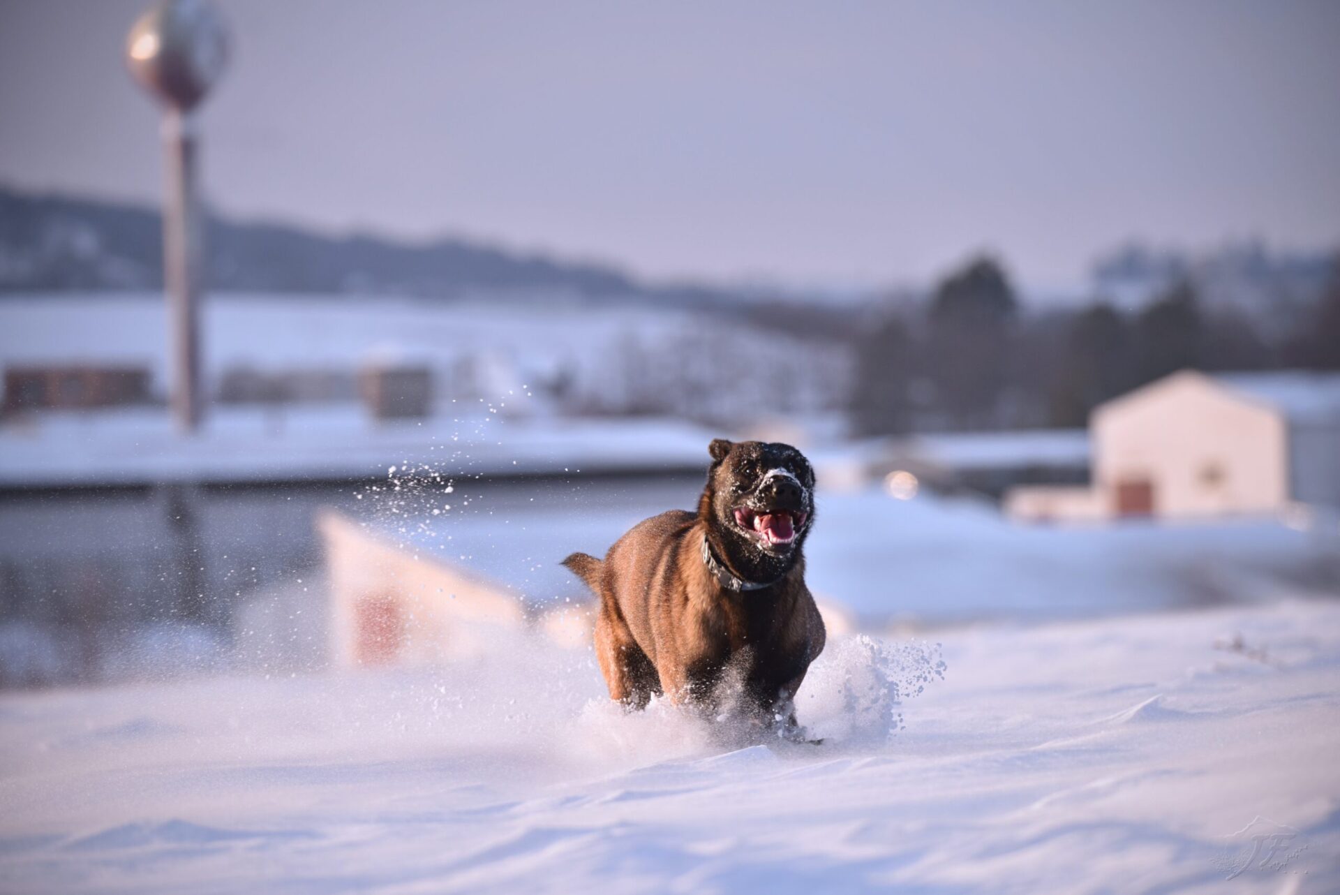 Tìm hiểu về Chó Malinois