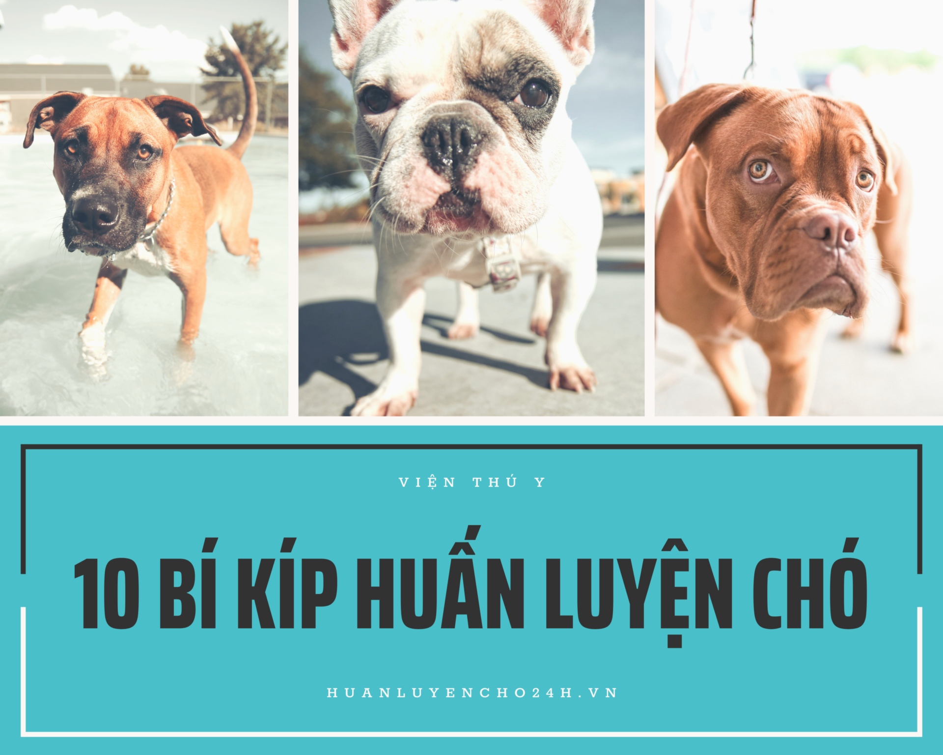 Website huấn luyện chó 24h