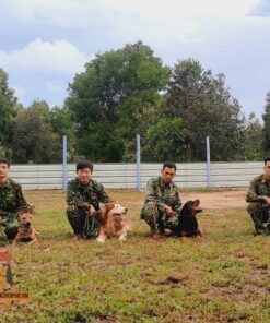 Huấn Luyện chó cỏ