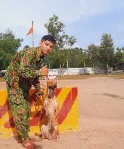 Huấn Luyện chó cỏ