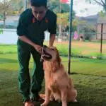 Huấn Luyện chó Golden
