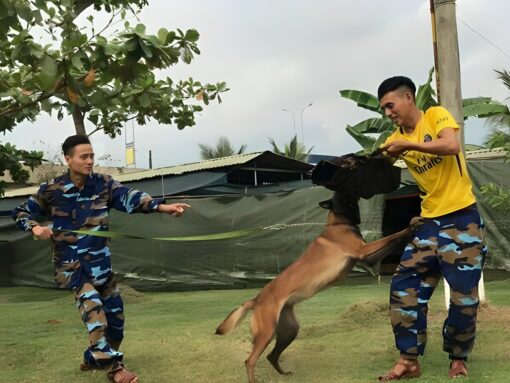 Huấn Luyện chó Malinois