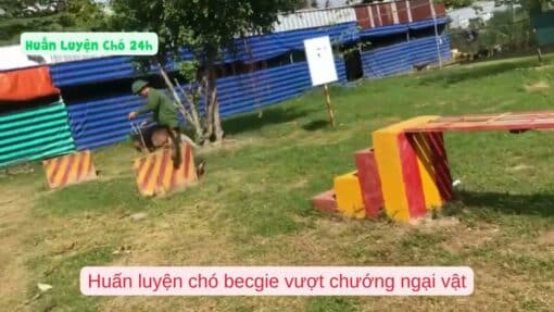 Huấn Luyện Chó Cỏ