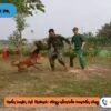 Phối Giống Chó Malinois Thuần Chủng