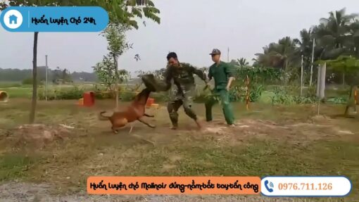 Phối Giống Chó Malinois Thuần Chủng