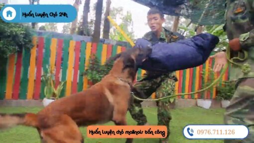 Huấn Luyện chó Malinois