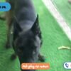 Phối giống chó Malinois