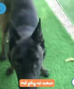 Phối giống chó Malinois