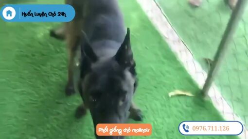 Phối giống chó Malinois